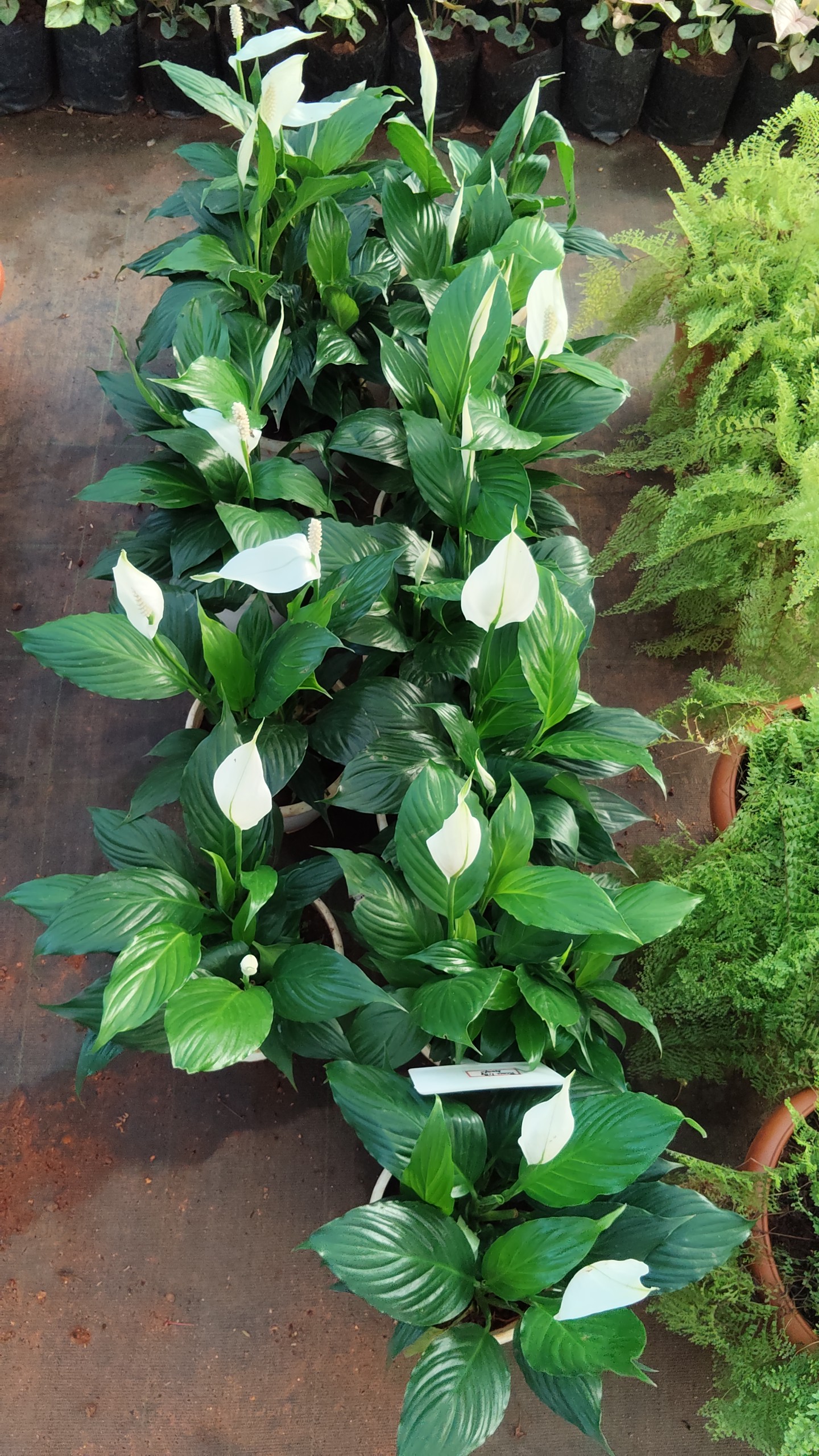 Peace Lily